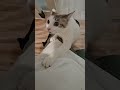 ​尊すぎる…！猫の抱っこアピール😍#shorts #猫動画