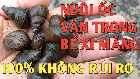 Nuôi ốc vặn trong bể xi măng mô hình mới mang lại hiệu quả kinh tế cao 100% không rủi ro