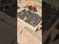 Full Raised Bed Tour:What’s Growing in My 3.5x3.5 Bed + The Power of Mulch #mulch #plants #gardening