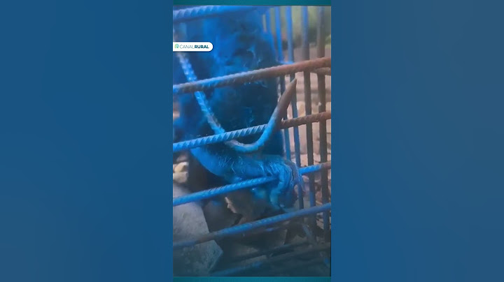 Man who painted monkey is investigated for mistreatment in MG