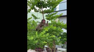 #animallovers❤️ #monkeys #monkey #cute #cocakamonkey #animalsreact #monkeycoca #monkeysoftiktok