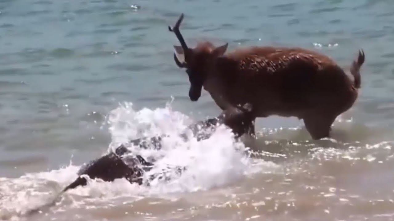 厳選 狩るもの、狩られるもの - YouTube