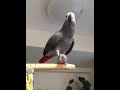 ケイのおしゃべり♪ 「お父さん帰ってくるよ！ う◯こでたね！」 お父さんを玄関へ出迎えに行く前にう◯こをするケイw