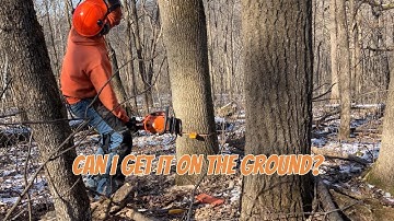 Topless Ash Tree Cut Down with Echo CS501P Chainsaw for Firewood