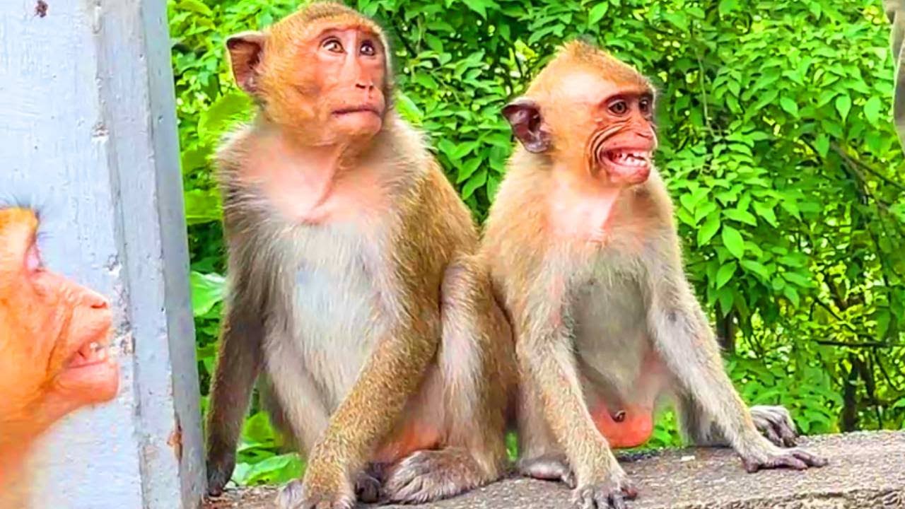 Humans and wild monkeys coexist closely They are quite adorable # ...