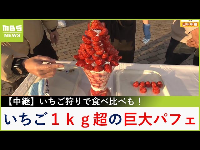 特大‼️新鮮朝採りいちご 特大‼️新鮮朝採りいちご O11118759 - 果物新 