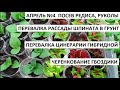 Апрель №4. Посев редиса, руколы и шпината. Перевалка цинерарии. Черенкуем гвоздику.