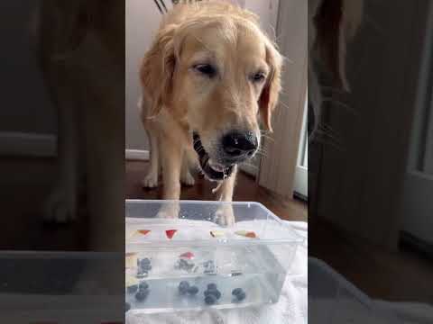 I tried bobbing for apples with my dog 😆 | Day 15 of dog enrichment series #cutedog #doglife