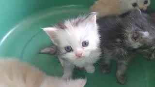 Cute kitten's #cat #video by PETSLIFE CHANNEL 308 views 4 weeks ago 3 minutes, 24 seconds