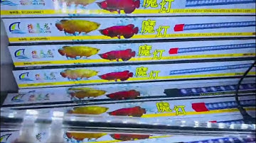 Đèn XML Màu Trắng – Pha Lê 2 Hàng Bóng Dẹp – Sự Lựa Chọn Sáng Giá Cho Huyết Long & Quá Bối