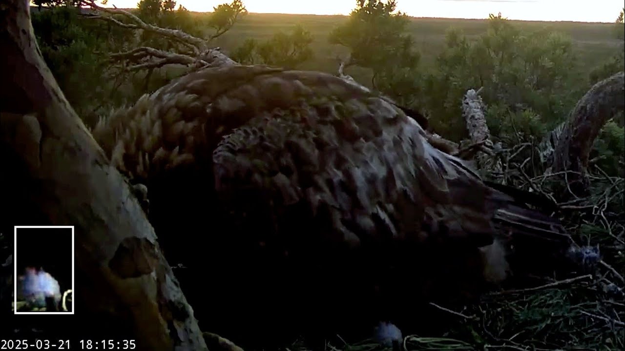 Kaljukotkas~🎉🥚🥳 Surprise! Second Egg is laid by Helju~6:13 p.m. 2025/03/21