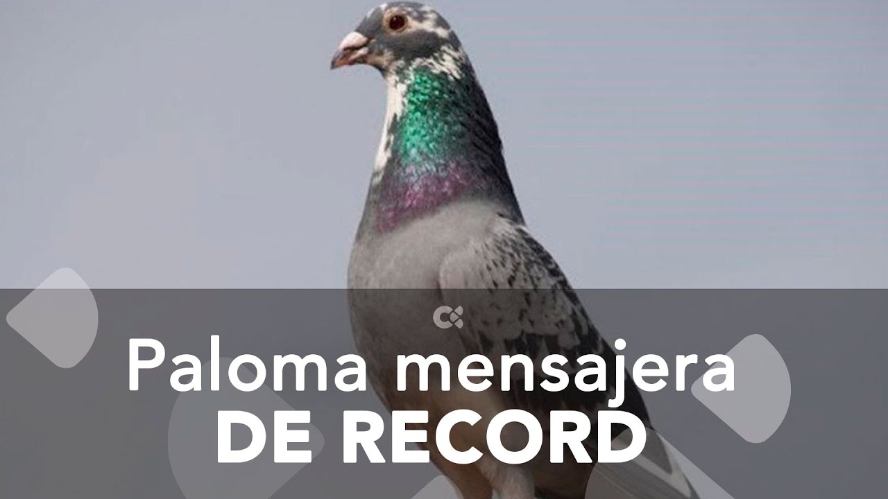 Paloma mensajera de récord