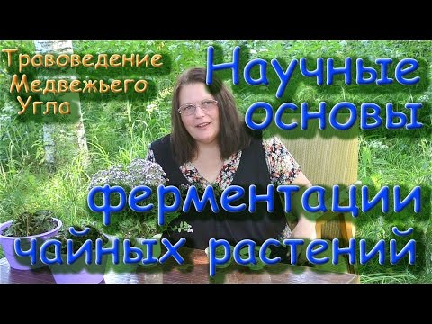 Бейне: Иван шайынан қалай шай қайнатуға болады