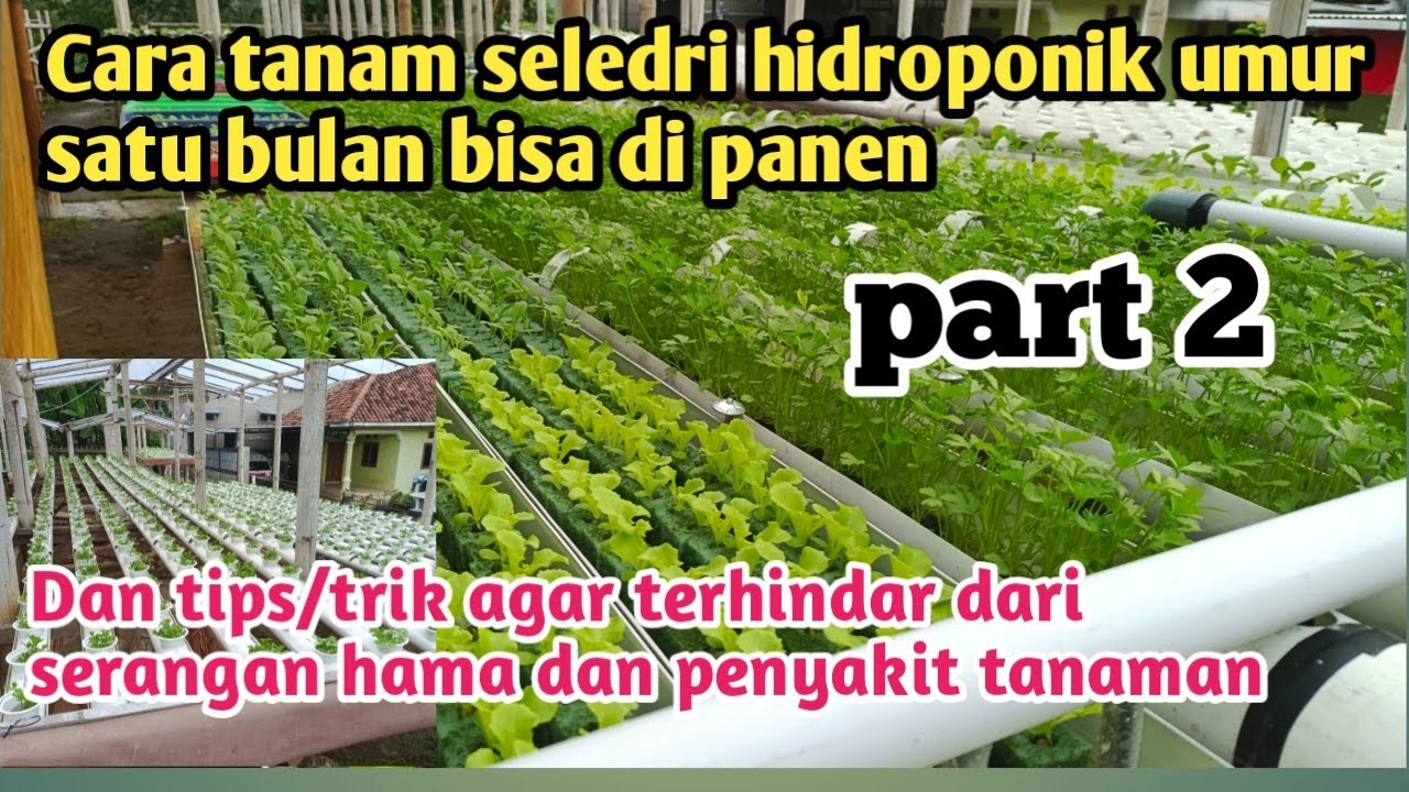 Cara tanam seledri hidroponik umur satu bulan bisa di panen part 2@ANUR_hidroponik