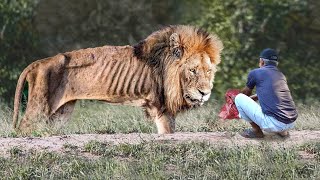 35 animaux qui ont demandé de l'aide et de la gentillesse!