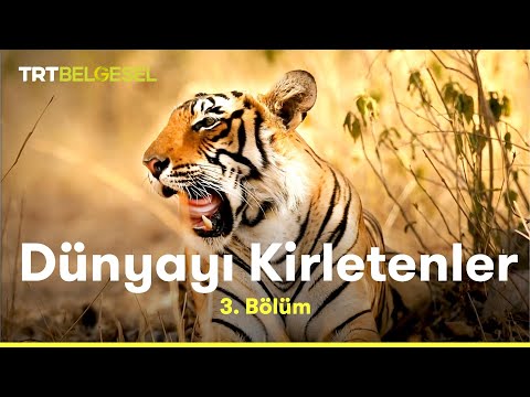 Video: Ussuri kaplanı - kuzey güzelliği