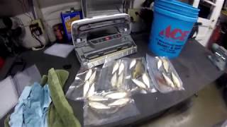 Netting & Vacuum Sealing Gizzard Shad for Fall/Winter Catfishing