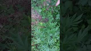 uk outdoor guerilla grow/ conscious_genetics garden first feed in 3weeks in Early flower