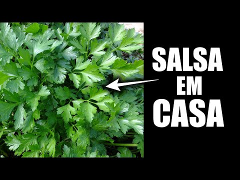 Vídeo: Como Cultivar Salsa Em Casa