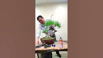 Kỹ năng uốn cây Thông bonsai #shorts #bonsai