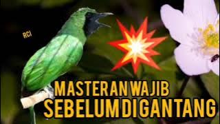 MASTERAN TERBAIK CUCAK IJO SEBELUM DIGANTANG DONGKRAK FIGHTER