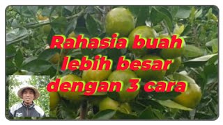 How to grow oranges in 3 ways so that the fruit is bigger and sweeter