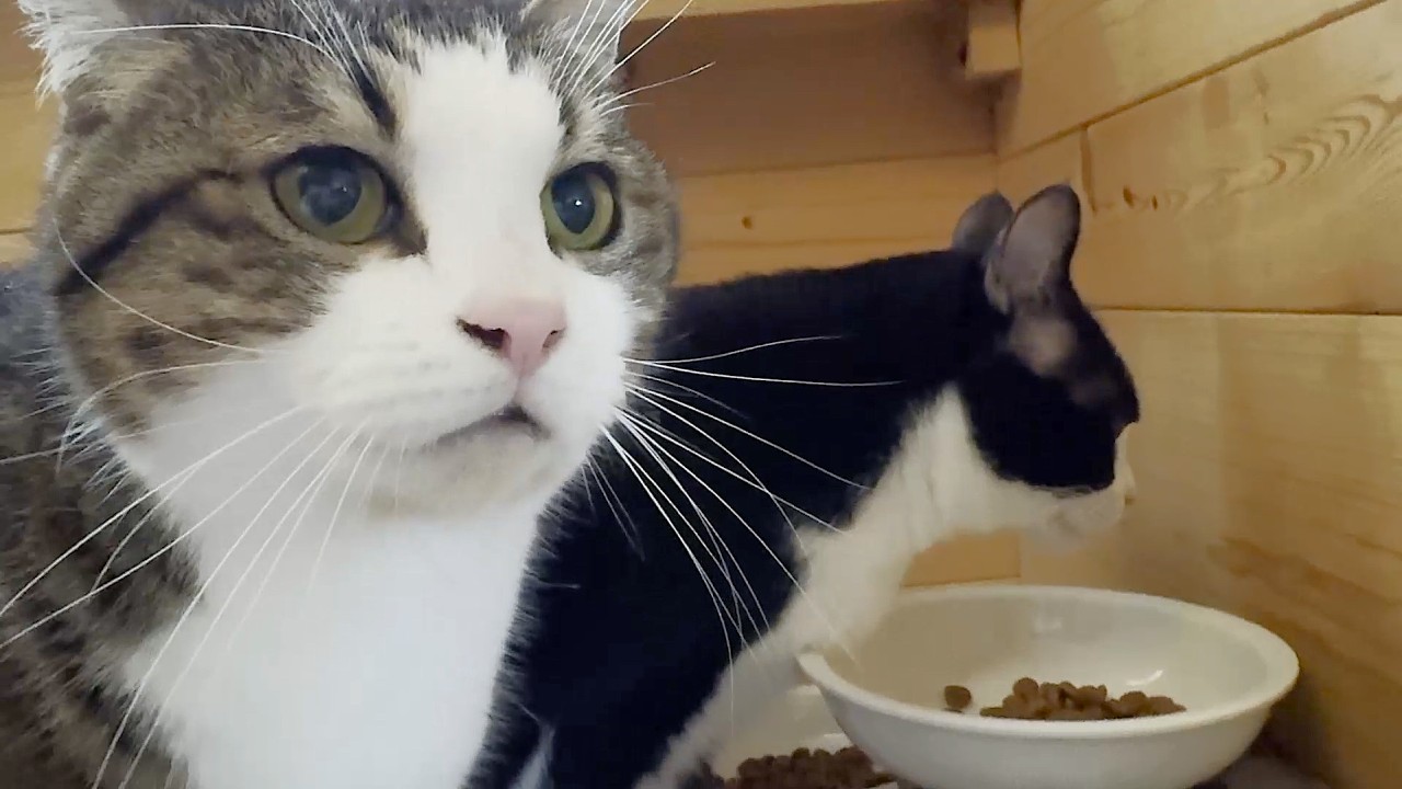 何気ない朝の光景に謎の行動をとる不思議ちゃんな猫 - YouTube
