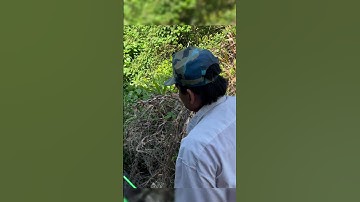 Sảy luôn con cá trê #cauca #mientay #cuocsongbencon #caucasong #caucagiaitri #shorts