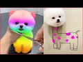Tik Tok Chó Phốc Sóc Mini | Funny and Cute Pomeranian Videos #12