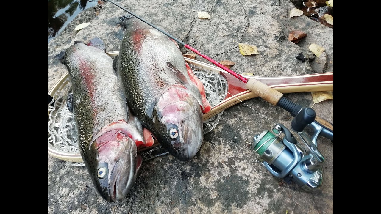 Kirjolohen kalastusta Jänisjoella, osa 3