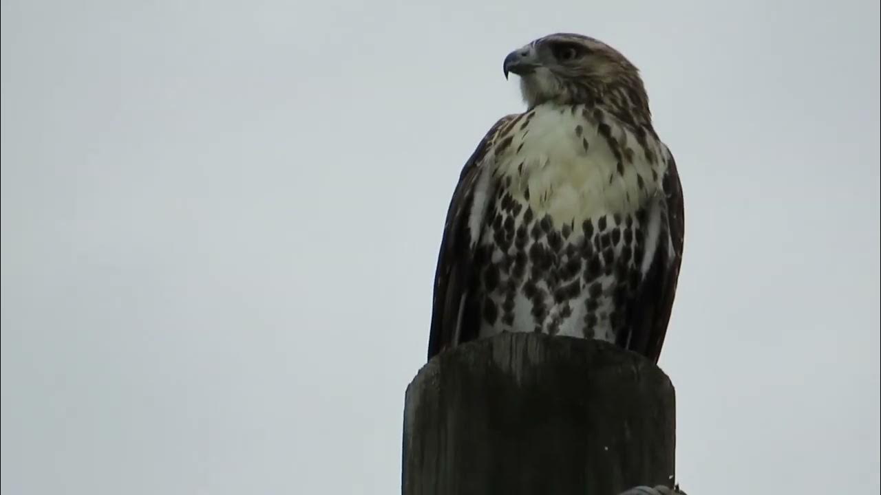 red tailed hawk call. YouTube