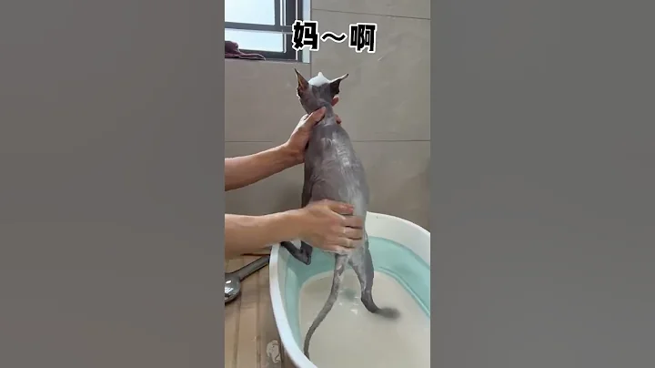 【布兰妮的成长日记】你见过洗澡搓一地泥的猫吗？？ - 天天要闻