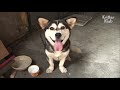 Half-Husky, Half-Corgi Dog Is The Best Thing You Ever Seen! | Kritter Klub