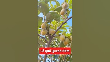 Hồng tứ quý dành cho bác nào thích trồng cây ăn quả nhưng phải có quả quanh năm ☎️092.391.6866￼