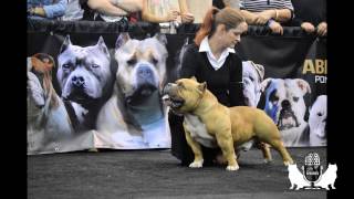 BULLY TALK WITH ZEB PITS :1 MILLION FOR MR. BEANS......AMERICAN BULLY