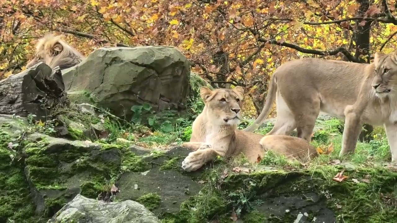 20251104 Lions in Berlin Zoo S4540017