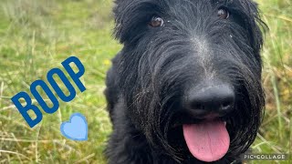 Scottish Terrier Squidgy nose! by Ruby and Rory 1,586 views 1 year ago 1 minute, 9 seconds