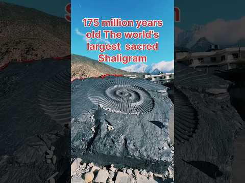 175 millions years old,massive 31-tonne world's largest Shaligram  #shaligrama #nepal #worldlargest
