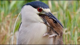 Black Crowned NIght Heron catches three gophers