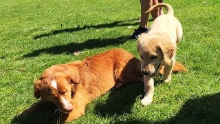 Alfie and Milo, Cuteness Overload - Nova Scotia Duck Tolling Retriever and Golden Retriever Puppy by Alfie Toller 1,989 views 7 years ago 3 minutes, 50 seconds