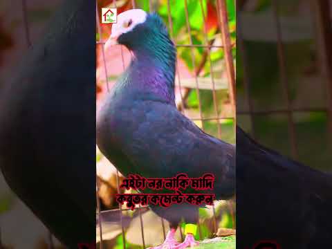এইটা নর নাকি মাদি কবুতর কমেন্ট করুন #pigeon #foryou #shortvideo #shorts #viralvideo #kabutar #best