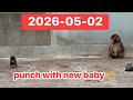 2026-05-02 punch with new baby 🫶