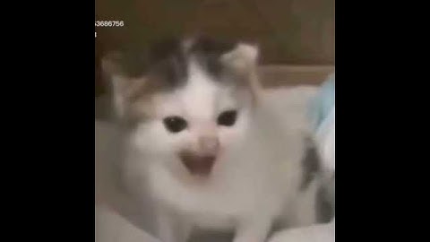 german cat speech