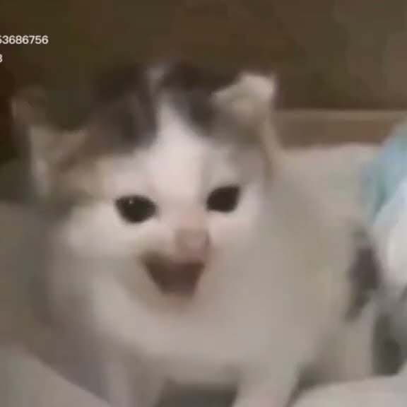 german cat speech