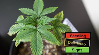 Early seedling deficiency signs in your cannabis plants.