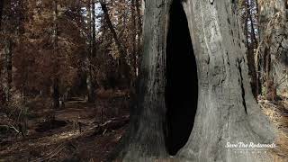 After the fire: Big Basin Redwoods State Park