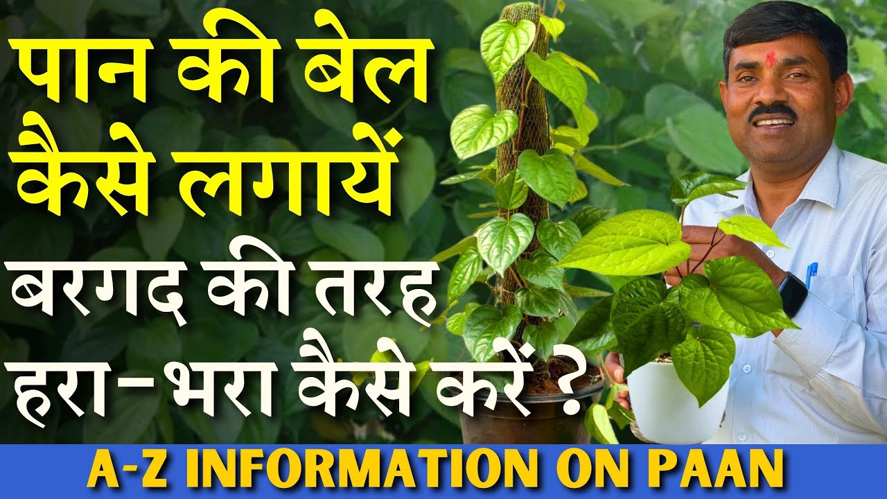 पान की बेल कैसे लगायें ? बरगद की तरह हरा-भरा करें || A-Z Information on Paan