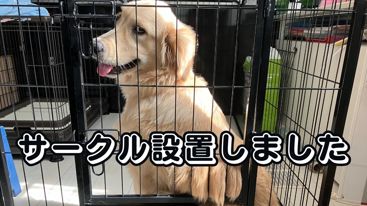 [FEANDREA Pet Circle] Моя собака выросла, поэтому я создал круг.