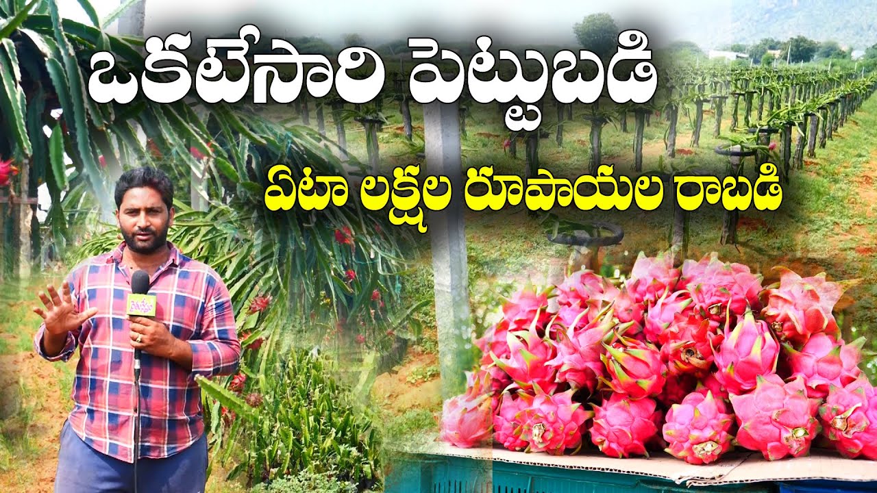 10 టన్నులు వచ్చినా 10 లక్షలు గ్యారంటీ || Dragon Fruit Farming || Srinivas Reddy