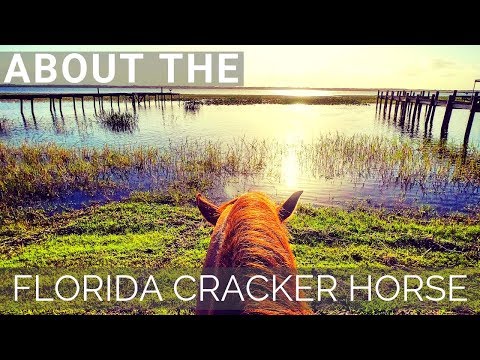 Video: Florida Cracker Horse Horse Race Hypoallergenic, Health And Life Span